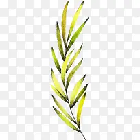 ˮ��ֲ��-������