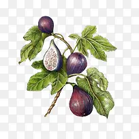 水果-空若网 水果-空若网