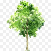 手绘树木-空若网 手绘树木-空若网