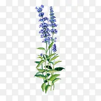 ˮ��ֲ��-������