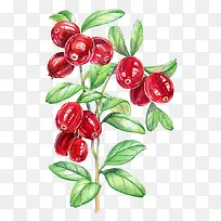 ��ɫˮ��ֲ��-������