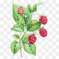 水果植物图-空若网 水果植物图-空若网