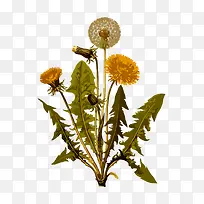 复古花卉插画-空若网 复古花卉插画-空若网