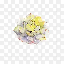 Ö²Îï-¿ÕÈôÍø Ö²Îï-¿ÕÈôÍø