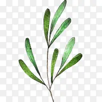 水彩植物-空若网 水彩植物-空若网