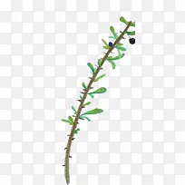 手绘黑枸杞-空若网 手绘黑枸杞-空若网