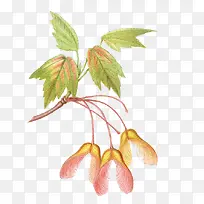 �ֻ�ֲ��-������