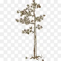 �ֻ�ֲ����-������