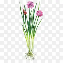 花卉背景素材线描花草-空若网 花卉背景素材线描花草-空若网