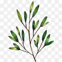 水彩植物-空若网 水彩植物-空若网