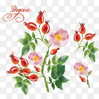 手绘果子-空若网 手绘果子-空若网