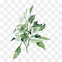 手绘植物-空若网 手绘植物-空若网