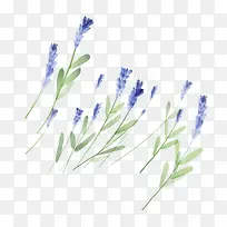 ˮ��ֲ��-������