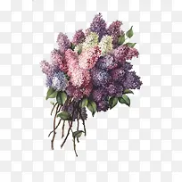 紫色薰衣草-空若网 紫色薰衣草-空若网