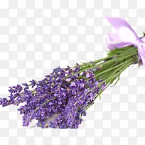 一束薰衣草-空若网 一束薰衣草-空若网