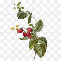 国外大师手绘草莓-空若网 国外大师手绘草莓-空若网