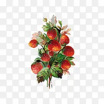 �ֻ��ݮ-������