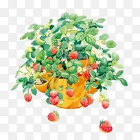 水彩草莓-空若网 水彩草莓-空若网
