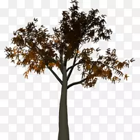 树枝叶枝-空若网 树枝叶枝-空若网