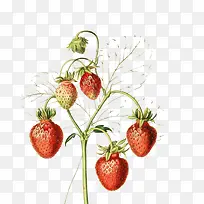 水果手绘-空若网 水果手绘-空若网