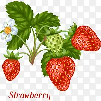 矢量水果草莓-空若网 矢量水果草莓-空若网