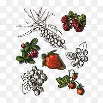 矢量水果-空若网 矢量水果-空若网