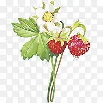 水果矢量图草莓-空若网 水果矢量图草莓-空若网