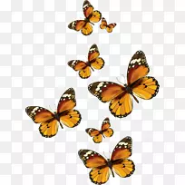 帝王蝴蝶昆虫剪贴画-蝴蝶-空若网 帝王蝴蝶昆虫剪贴画-蝴蝶-空若网