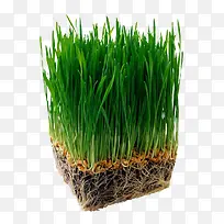 ��ɫũ����-������