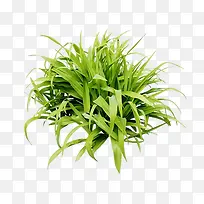 一堆绿草-空若网 一堆绿草-空若网