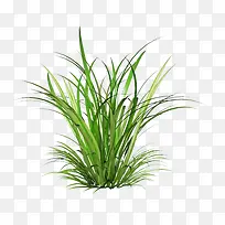 一堆绿草-空若网 一堆绿草-空若网