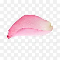 高清摄影鲜艳的玫瑰花瓣-空若网 高清摄影鲜艳的玫瑰花瓣-空若网