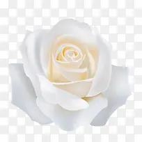 白色玫瑰-空若网 白色玫瑰-空若网