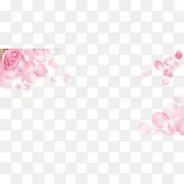 粉色玫瑰-空若网 粉色玫瑰-空若网