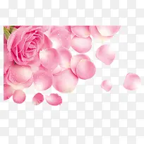 玫瑰-空若网 玫瑰-空若网