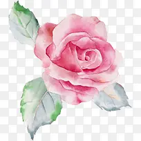 粉色手绘水彩玫瑰-空若网 粉色手绘水彩玫瑰-空若网