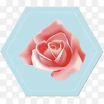玫瑰-空若网 玫瑰-空若网