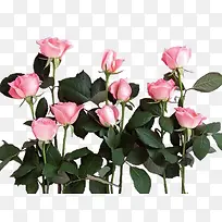 玫瑰-空若网 玫瑰-空若网