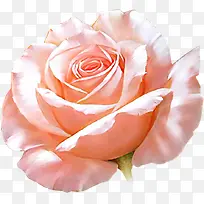 ��ɫõ�尮֮��ͼƬ-������