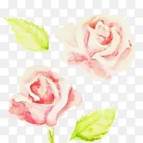 ˮ��õ��-������