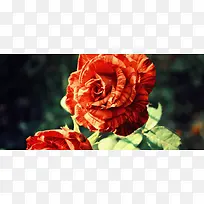 高清鲜花摄影-空若网 高清鲜花摄影-空若网