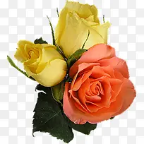 时尚盛开分层玫瑰花朵-空若网 时尚盛开分层玫瑰花朵-空若网