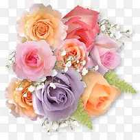彩色精致玫瑰花朵-空若网 彩色精致玫瑰花朵-空若网