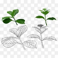 手绘薄荷-空若网 手绘薄荷-空若网