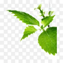 薄荷草-空若网 薄荷草-空若网