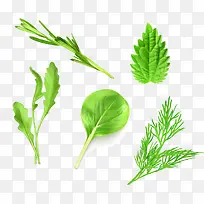 绿色矢量写实蔬菜-空若网 绿色矢量写实蔬菜-空若网