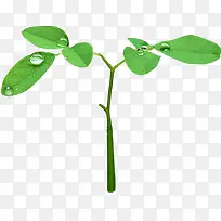 高清摄影绿色树苗水珠-空若网 高清摄影绿色树苗水珠-空若网