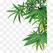 高清摄影绿色树叶水珠-空若网 高清摄影绿色树叶水珠-空若网