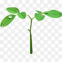 ������Ӱˮ��С����-������