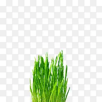 Ë®ÖéÂ̲Ý-¿ÕÈôÍø Ë®ÖéÂ̲Ý-¿ÕÈôÍø